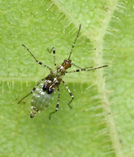 Réf. 268 787 : Gampsocoris sp.